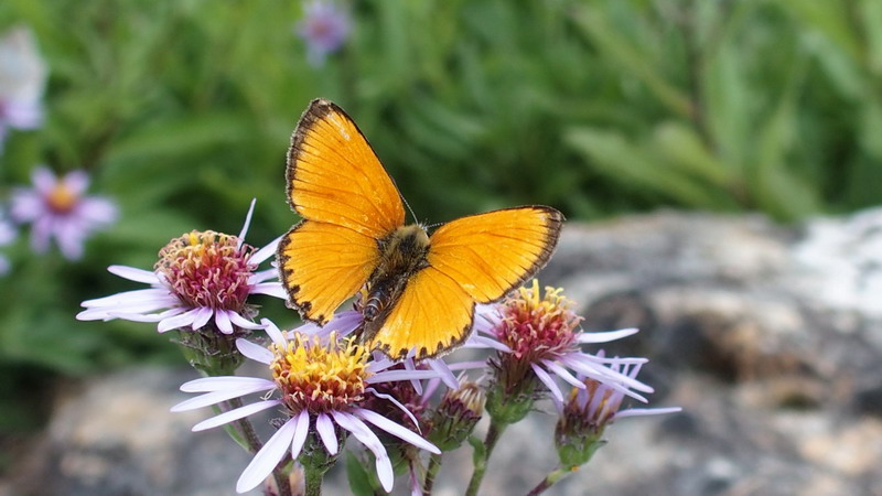 Lycaena virgaureae e Boloria (Clossiana) titania